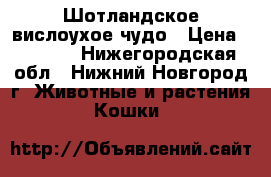 Шотландское вислоухое чудо › Цена ­ 5 000 - Нижегородская обл., Нижний Новгород г. Животные и растения » Кошки   